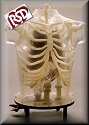 RSD Nuclear Medicine Phantoms!